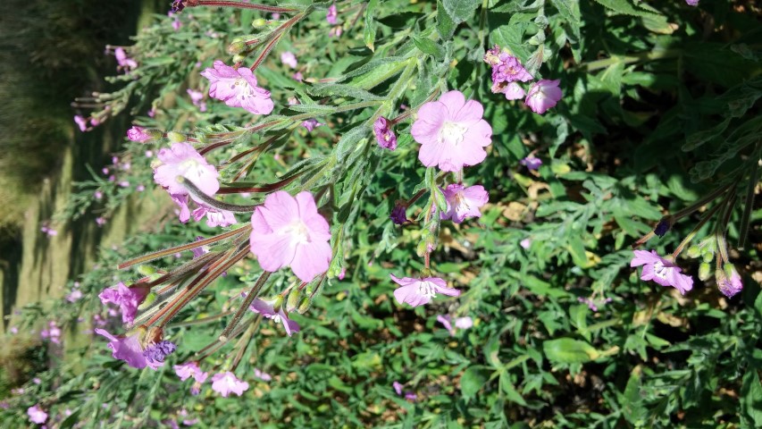 Epilobium hirsutum plantplacesimage20150704_153109.jpg