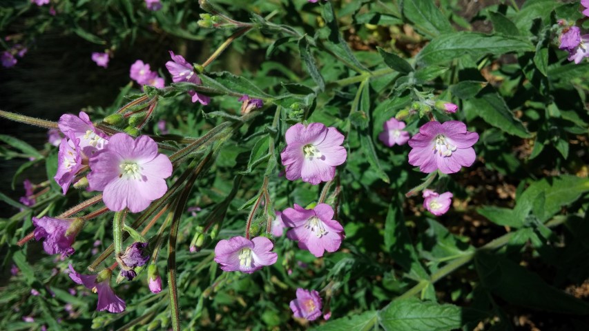 Epilobium hirsutum plantplacesimage20150704_153143.jpg