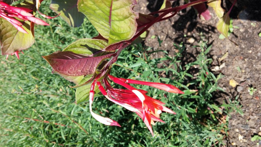 Fuchsia triphylla plantplacesimage20150704_153414.jpg