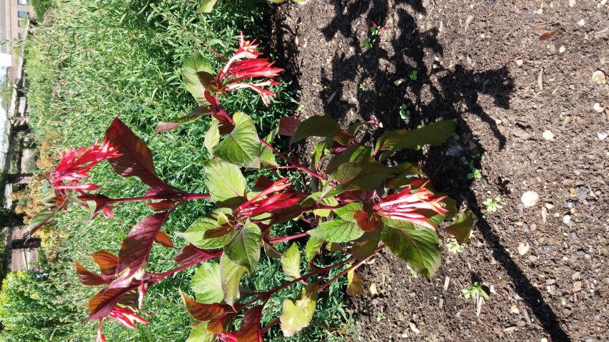 Fuchsia triphylla plantplacesimage20150704_153440.jpg