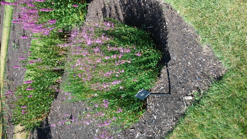 Lythrum virgatum plantplacesimage20150704_153542.jpg