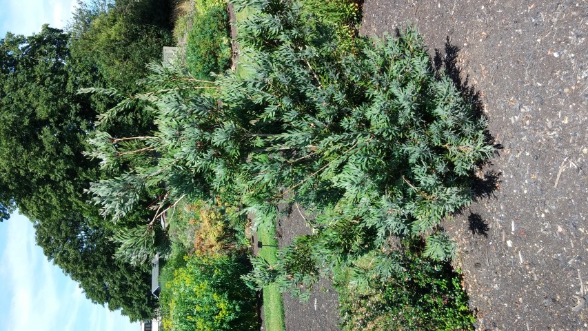 Callistemon pallidus plantplacesimage20150704_153646.jpg