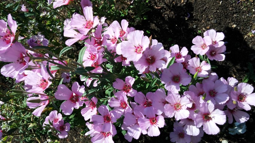 Clarkia purpurea plantplacesimage20150704_153730.jpg