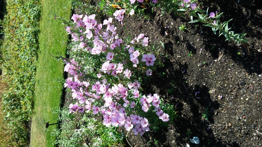 Clarkia purpurea plantplacesimage20150704_153743.jpg