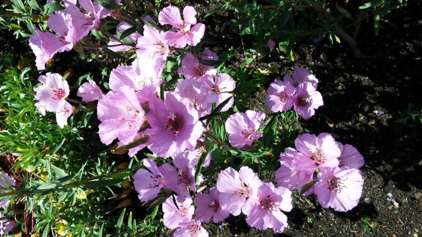 Clarkia purpurea plantplacesimage20150704_153754.jpg