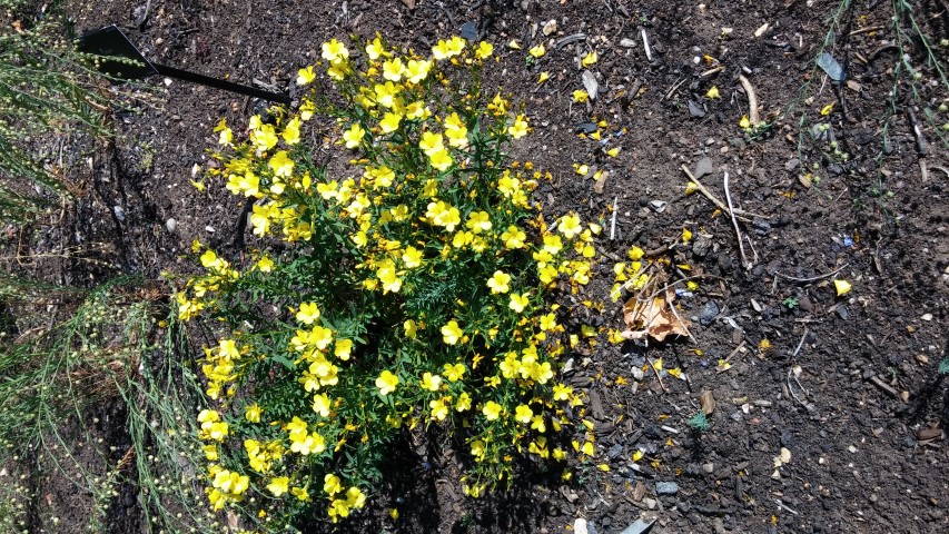 Linum flavum plantplacesimage20150704_154004.jpg