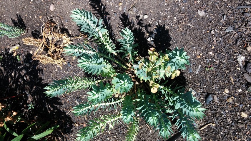 Euphorbia rigida plantplacesimage20150704_154205.jpg