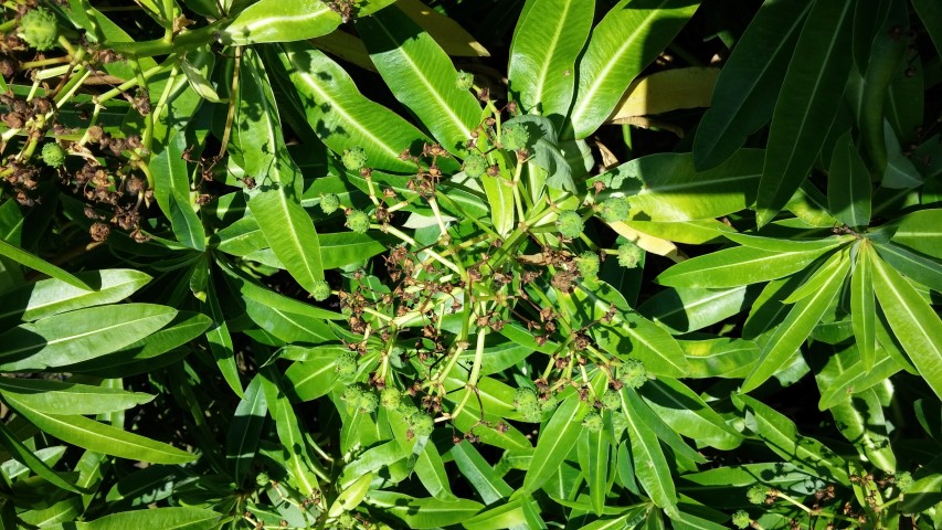 Euphorbia mellifera plantplacesimage20150704_154300.jpg