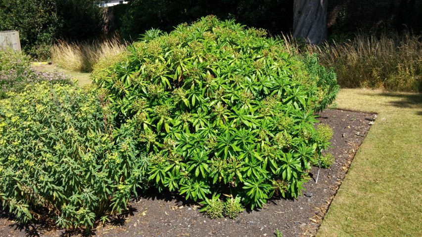 Euphorbia mellifera plantplacesimage20150704_154314.jpg