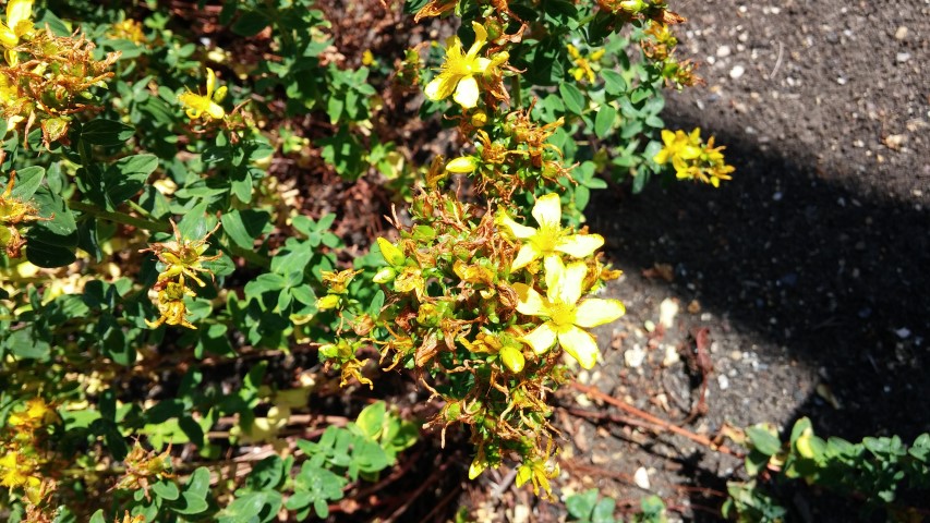 Hypericum adenotrichum plantplacesimage20150704_154531.jpg