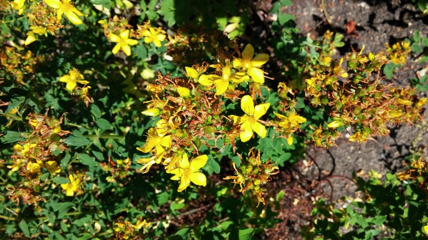 Hypericum adenotrichum plantplacesimage20150704_154546.jpg