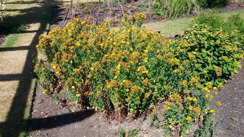 Hypericum adenotrichum plantplacesimage20150704_154559.jpg