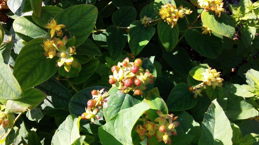 Hypericum androsaemum plantplacesimage20150704_154648.jpg