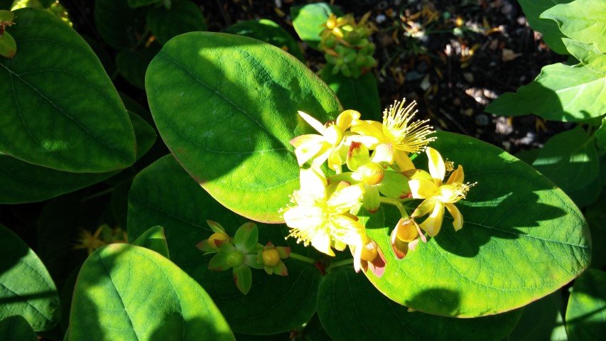 Hypericum androsaemum plantplacesimage20150704_154700.jpg