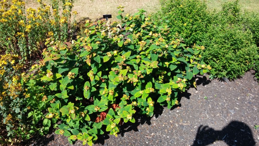 Hypericum androsaemum plantplacesimage20150704_154715.jpg