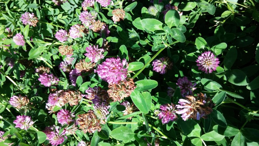 Trifolium medium plantplacesimage20150704_155135.jpg