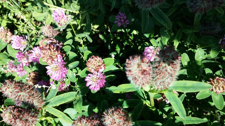 Trifolium rubens plantplacesimage20150704_155302.jpg