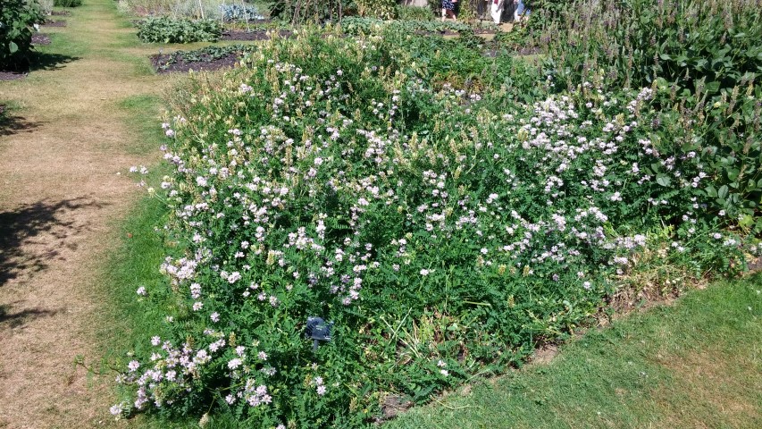 Coronilla varia plantplacesimage20150704_155728.jpg