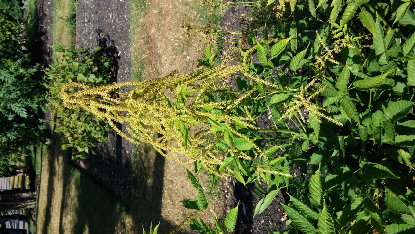 Aruncus dioicus plantplacesimage20150704_155945.jpg