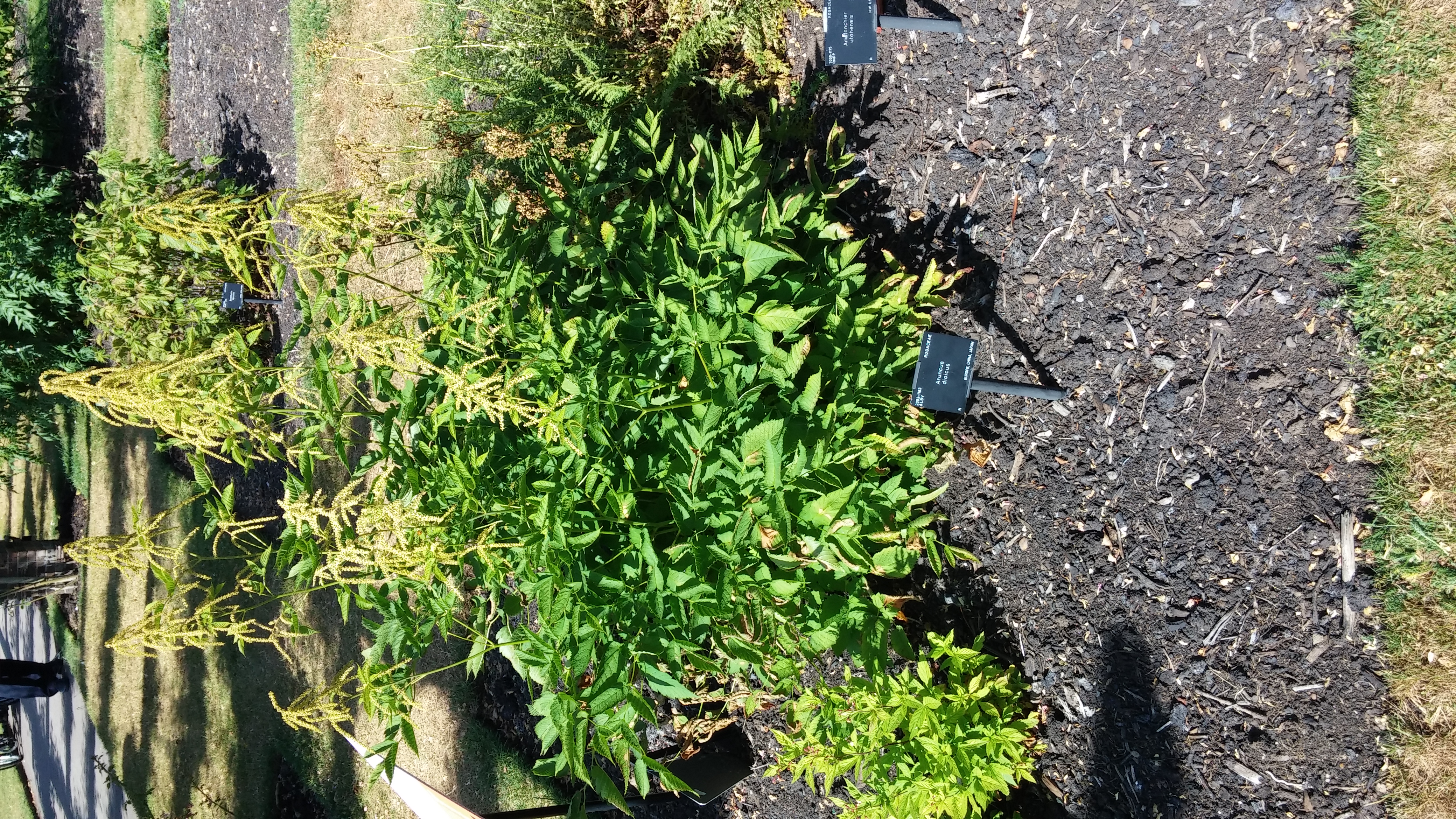 Aruncus dioicus plantplacesimage20150704_155958.jpg