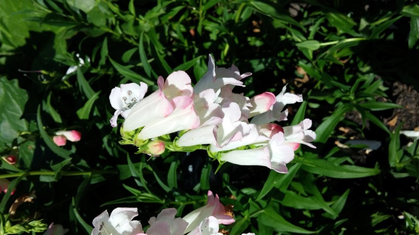 Penstemon spp plantplacesimage20150704_160543.jpg