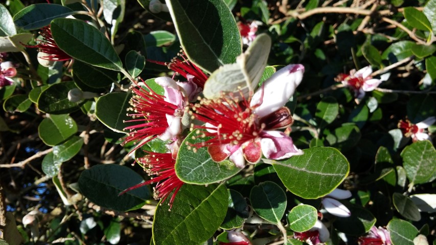 Feijoa sellowiana plantplacesimage20150704_160731.jpg