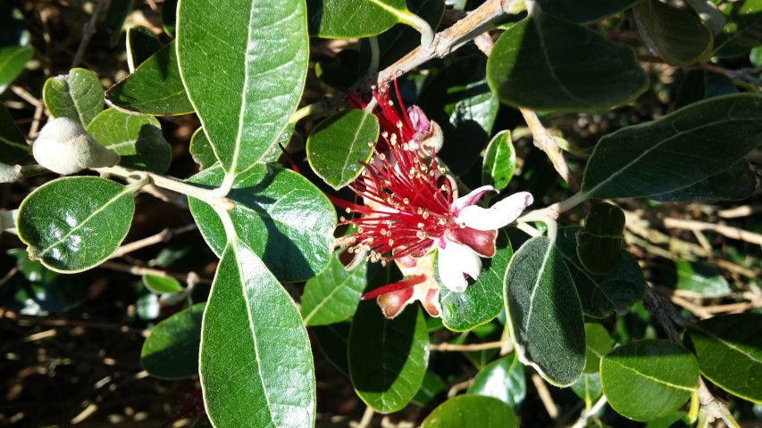 Feijoa sellowiana plantplacesimage20150704_160802.jpg