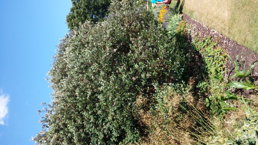 Feijoa sellowiana plantplacesimage20150704_160816.jpg