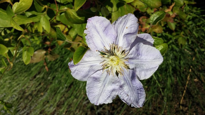 Clematis spp plantplacesimage20150704_161331.jpg