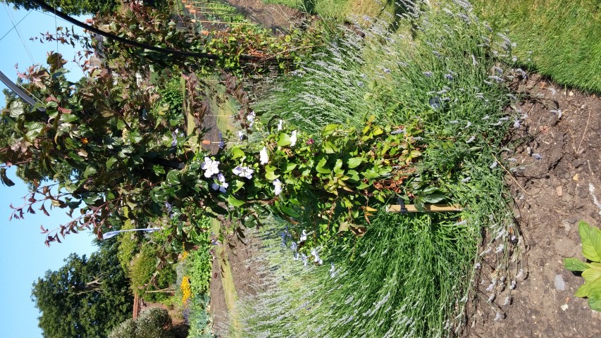 Clematis spp plantplacesimage20150704_161340.jpg