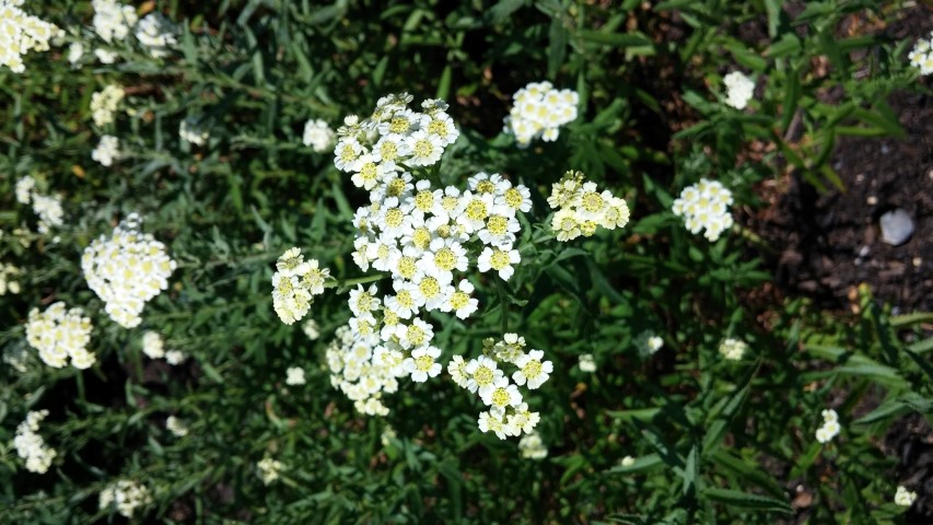 Achillea ageratum plantplacesimage20150704_161609.jpg