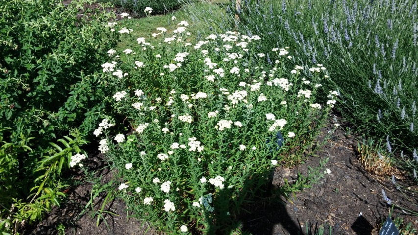 Achillea ageratum plantplacesimage20150704_161617.jpg