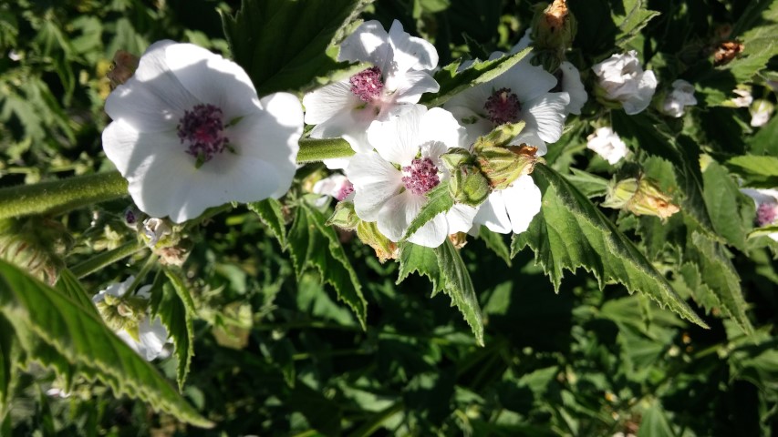 Althea officinalis plantplacesimage20150704_161659.jpg