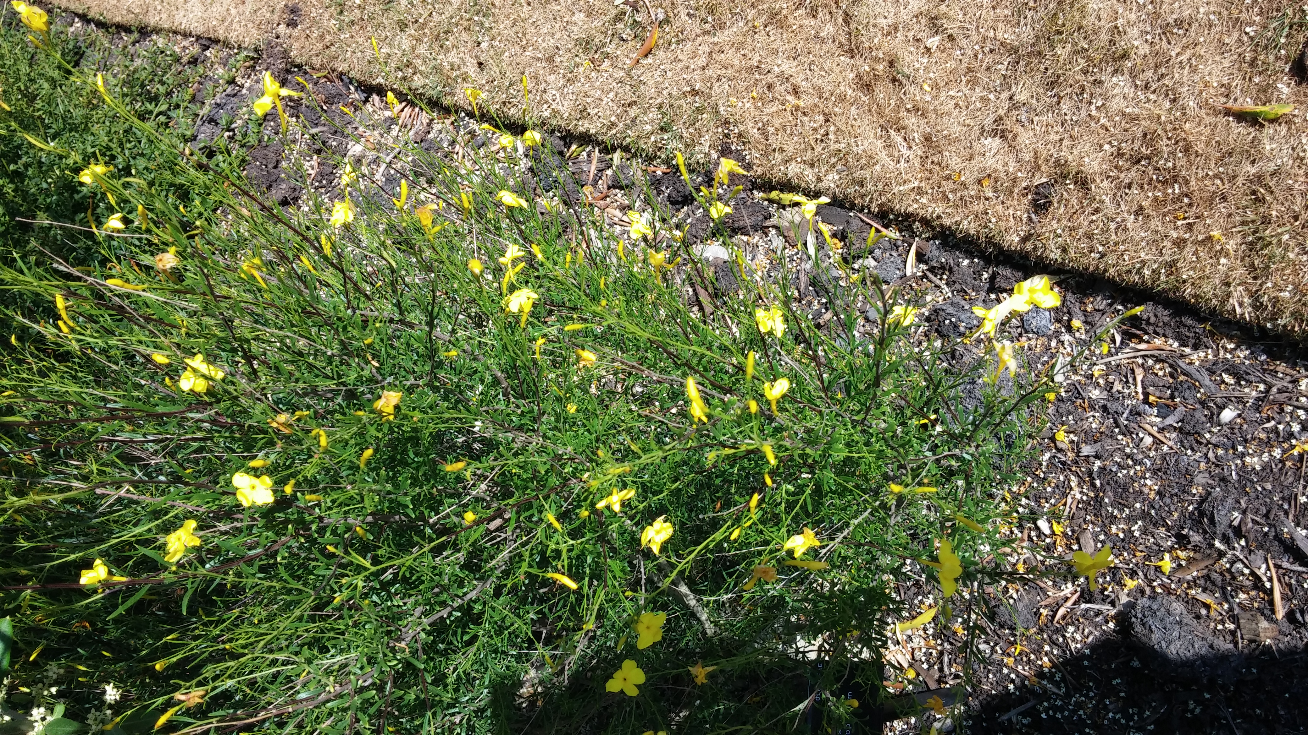 Jasminum leptophyllum plantplacesimage20150704_162210.jpg