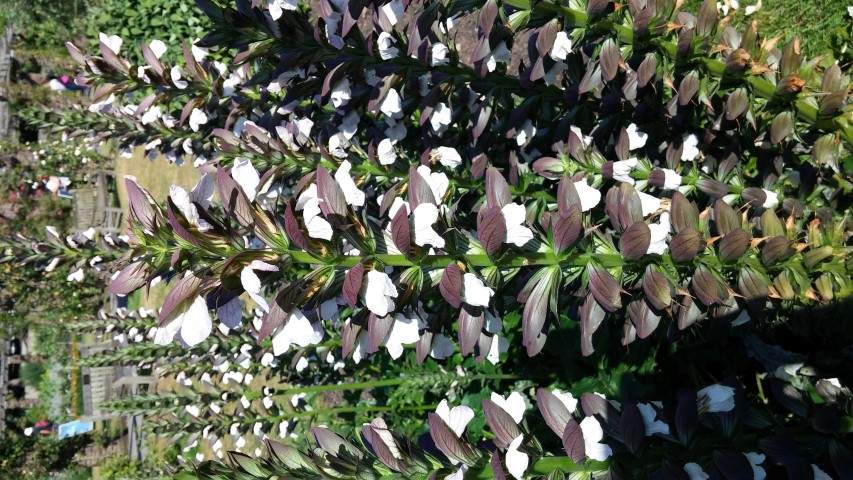 Acanthus hungaricus plantplacesimage20150704_162424.jpg