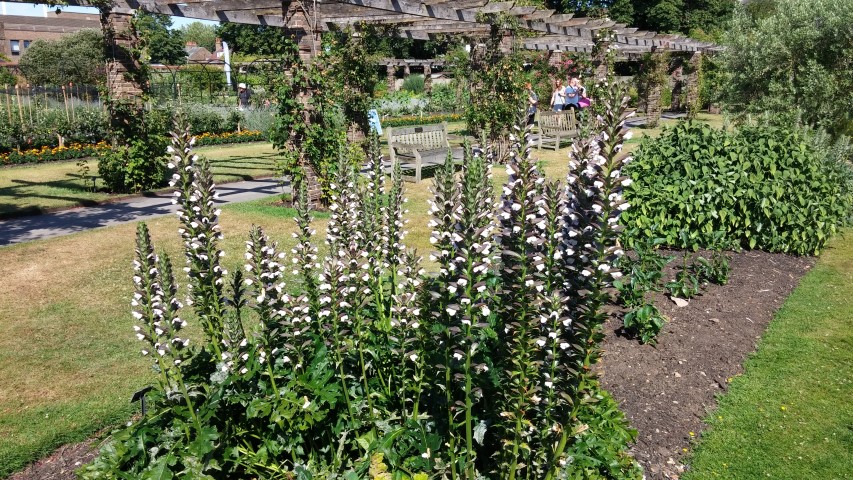 Acanthus hungaricus plantplacesimage20150704_162438.jpg