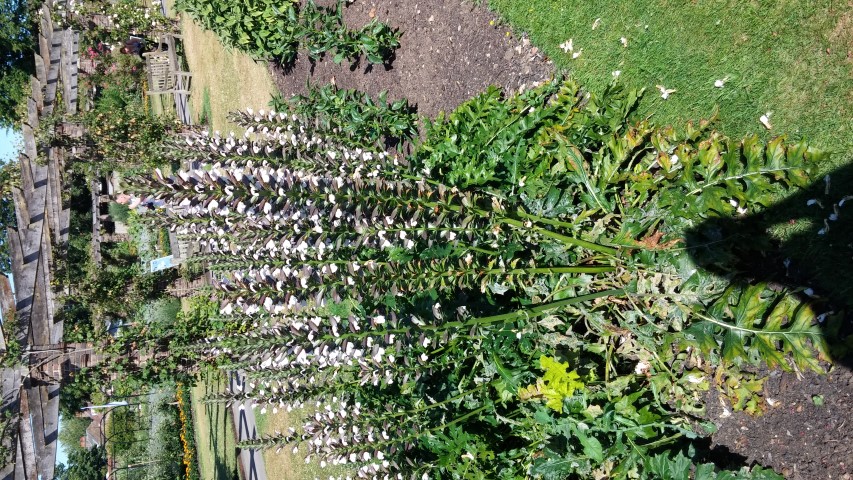 Acanthus hungaricus plantplacesimage20150704_162506.jpg