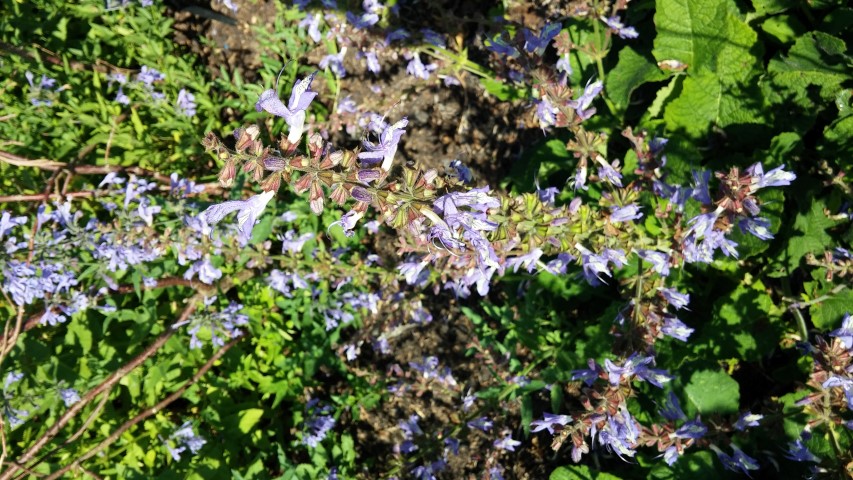 Salvia forskaohlei plantplacesimage20150704_162645.jpg