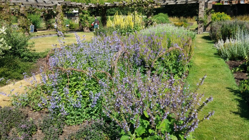 Salvia forskaohlei plantplacesimage20150704_162717.jpg