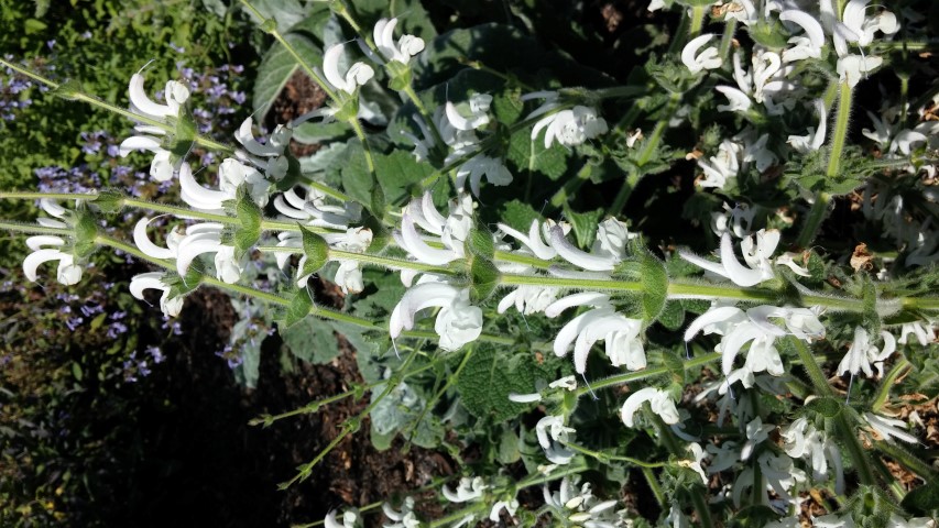 Salvia argentea plantplacesimage20150704_162817.jpg