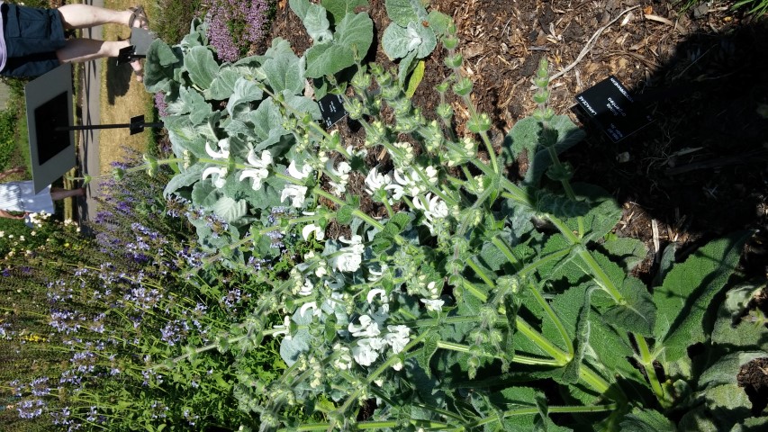 Salvia argentea plantplacesimage20150704_162836.jpg