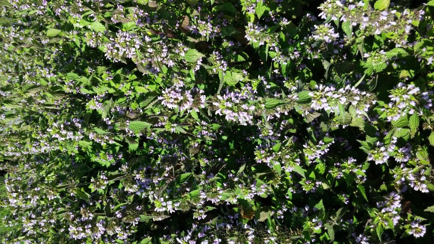 Stachys balansae plantplacesimage20150704_162942.jpg