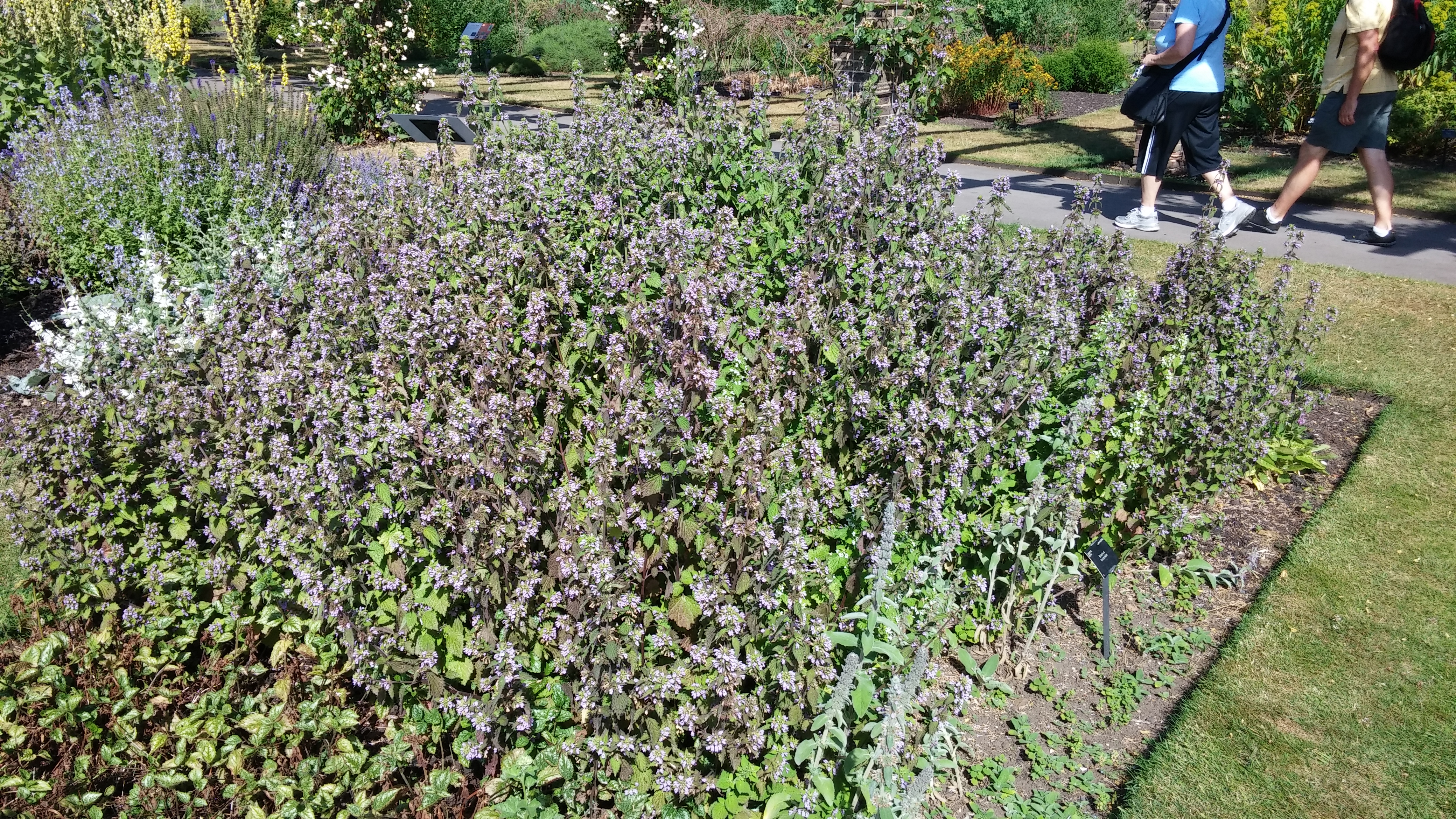 Stachys balansae plantplacesimage20150704_163034.jpg