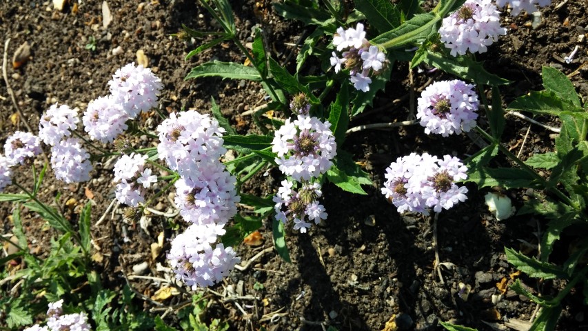 Verbena rigida plantplacesimage20150704_163138.jpg