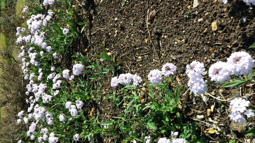 Verbena rigida plantplacesimage20150704_163150.jpg