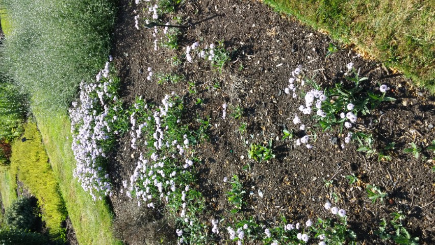 Verbena rigida plantplacesimage20150704_163204.jpg