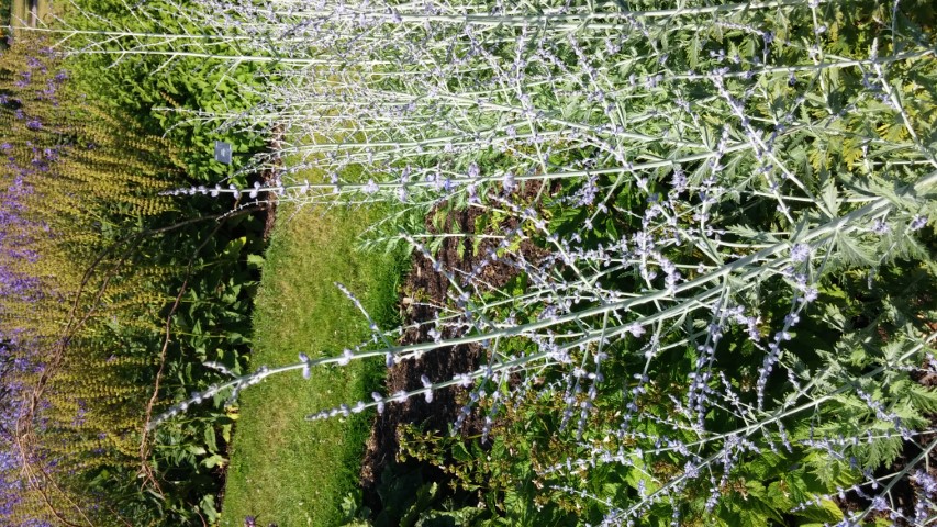 Perovskia atriplicifolia plantplacesimage20150704_163338.jpg