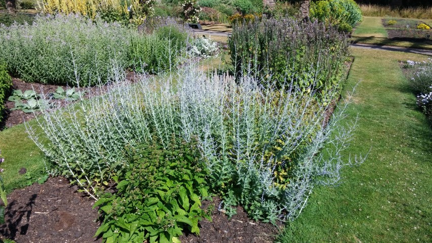 Perovskia atriplicifolia plantplacesimage20150704_163357.jpg