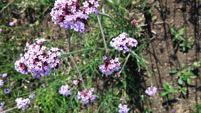 Verbena bonariensis plantplacesimage20150704_163433.jpg