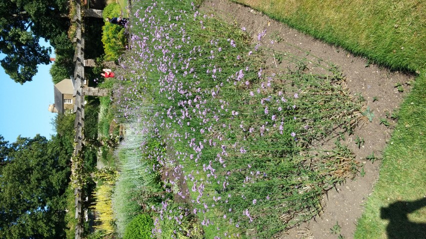 Verbena bonariensis plantplacesimage20150704_163459.jpg